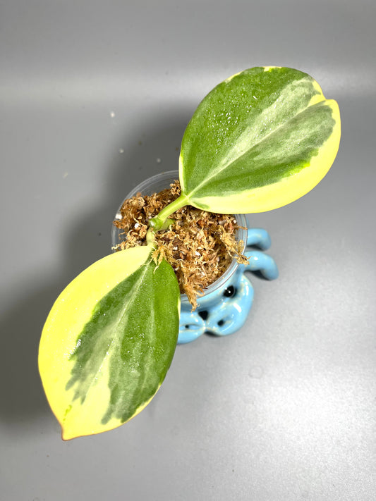 Hoya pachyclada outer variegation - Unrooted