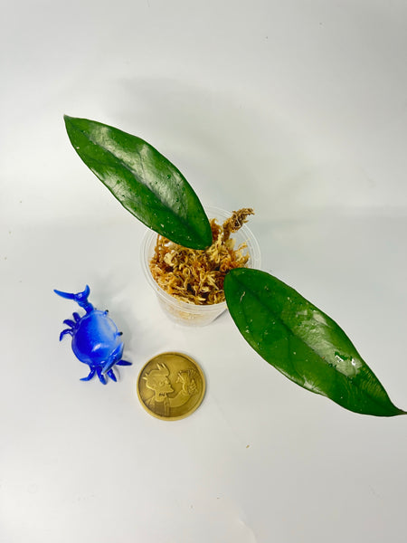 Hoya carnosa vietnam - Unrooted