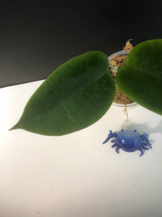 Hoya Macgregorii - unrooted