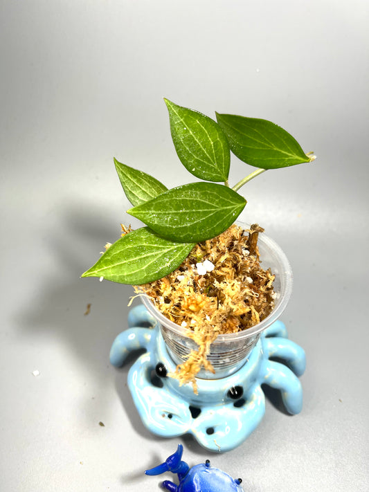 Hoya sp aff Hellwigiana - unrooted