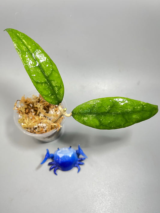 Hoya finlaysonii splash cv trang - Unrooted