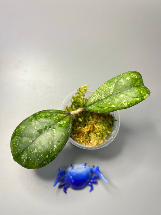 Hoya cv larisa splash  - has some roots