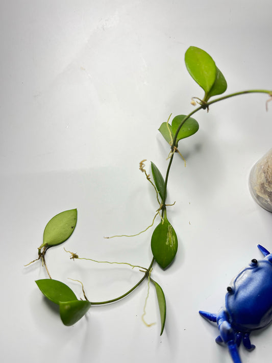 Hoya picta - has some roots