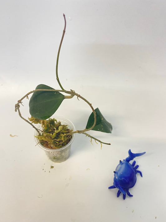 Hoya paulshirleyi - active growth