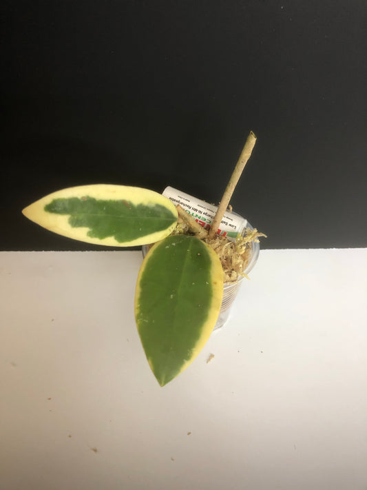 Hoya acuta variegata - unrooted