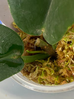 Hoya kaimuki - active growth, (H macgillivrayi X H archboldiana) Big Flowers