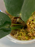 Hoya kaimuki - active growth, (H macgillivrayi X H archboldiana) Big Flowers