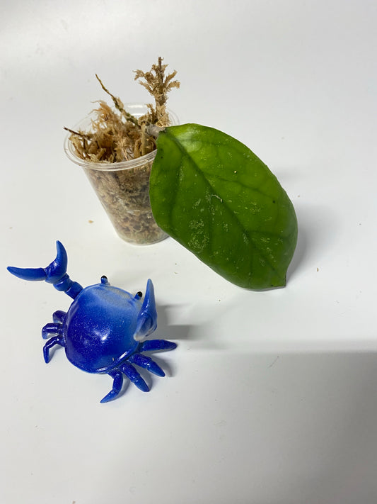 Hoya rb dick - EPC 196 - Unrooted