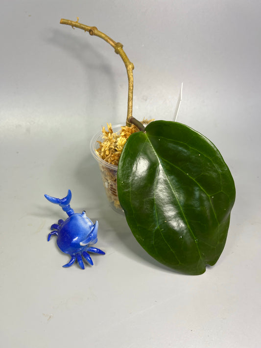 Hoya surigaoensis - Unrooted