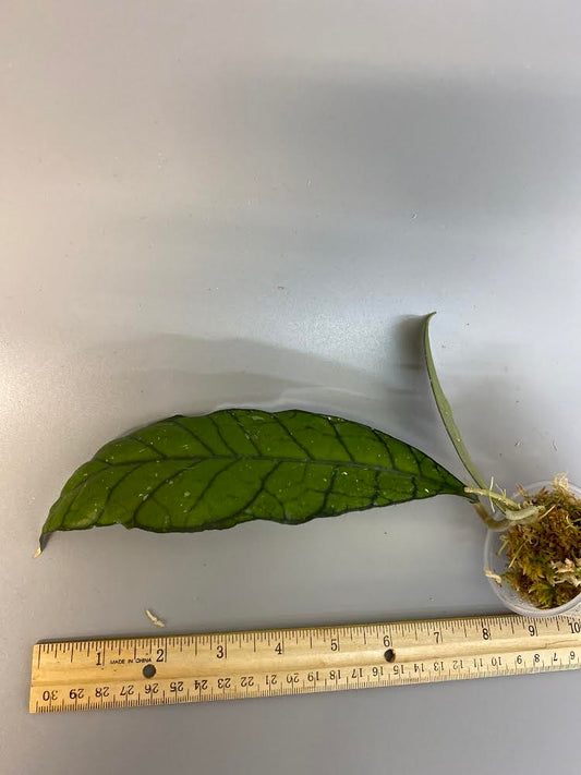 Reserved for Devon - Hoya kalimantan - has some roots