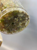Hoya pachyclada variegated - has roots