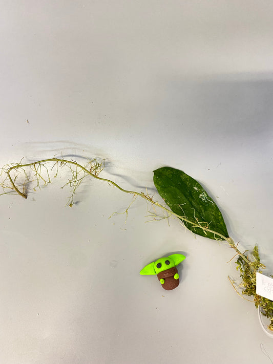 Hoya perak teddy bear / peninsularis - has some roots