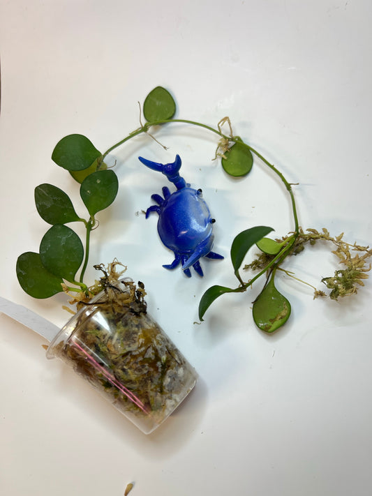 Hoya carmelae - active growth