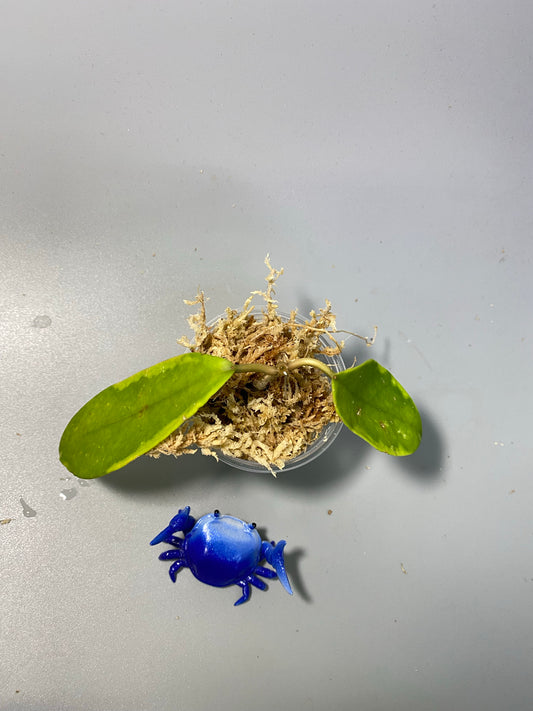 Hoya diversifolia albomarginata - unrooted