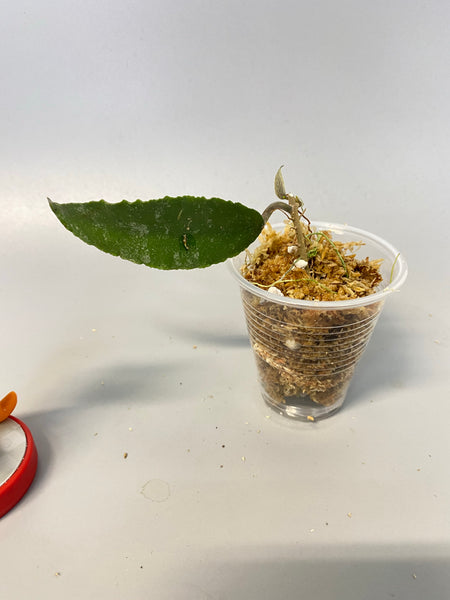 Hoya caudata Sumatra with new growth