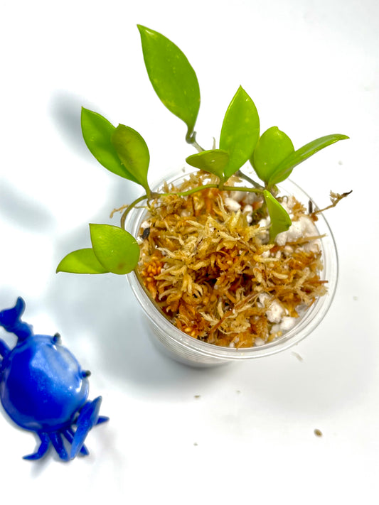 Hoya picta  - unrooted