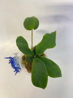 Hoya darwinii pink - growth point forming