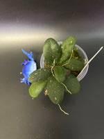 Hoya gps 7240 - has roots