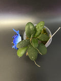 Hoya gps 7240 - has roots