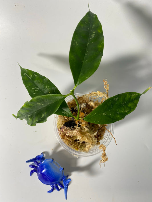 Hoya cystiantha with some splash - Unrooted