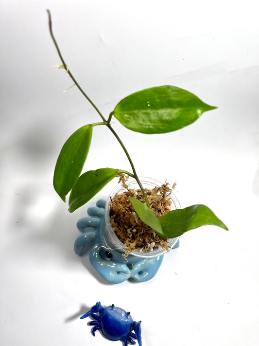 Hoya aff samoensis - starting to root.