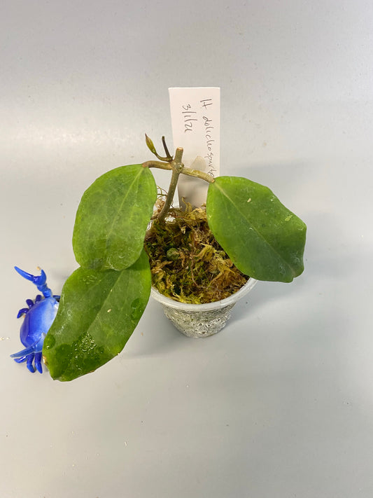 Hoya dolichosparte - active growth