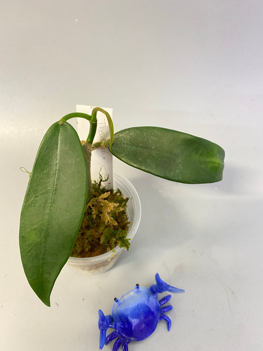 Hoya treubiana - active growth