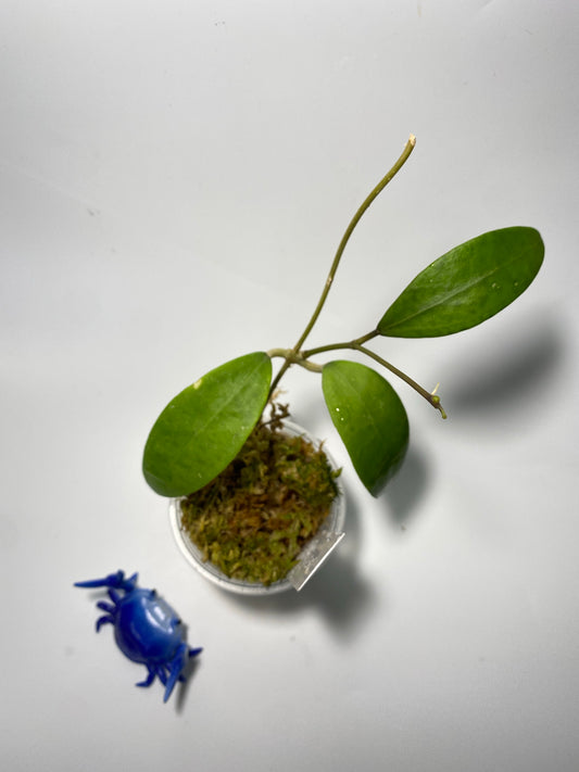 Hoya Ah-001 - has some roots