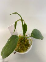 Hoya buotii sunrise - active growth