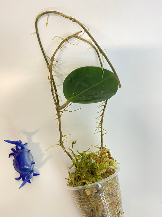 Hoya BP01 - has some roots