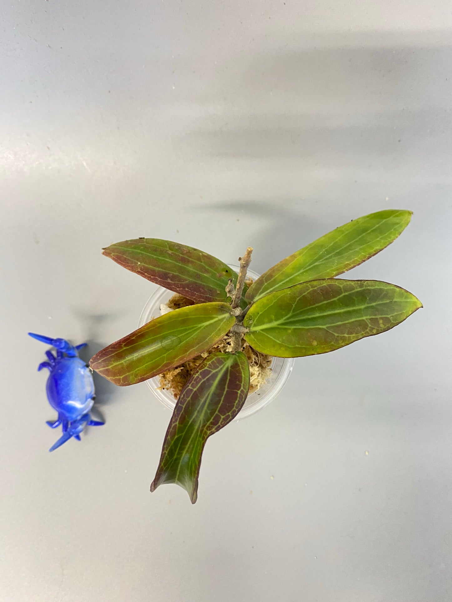 Hoya bordenii - has some roots
