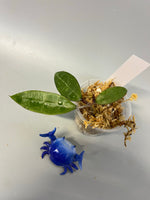 Hoya sp bintulu iml 1646 - fresh cutting - Unrooted