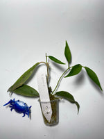 Hoya cv seanie (H. archboldiana x H. onychoides) - active growth