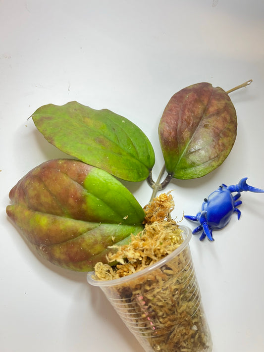 Hoya epc 1015 - unrooted