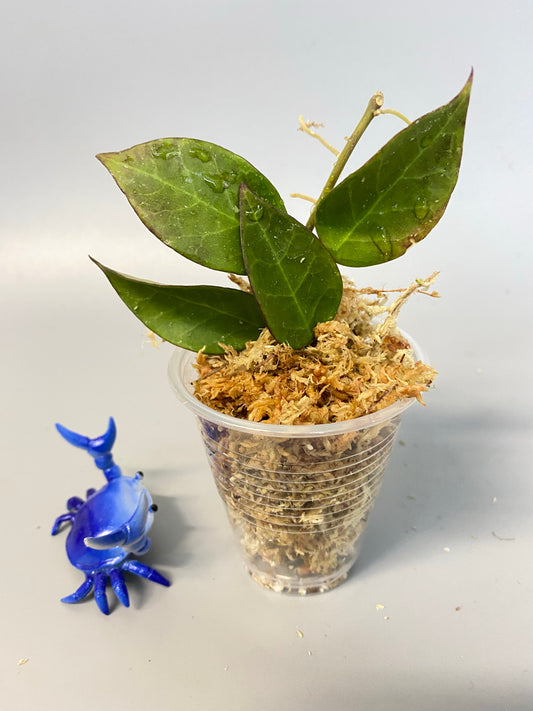 Hoya sunrise - starting to root