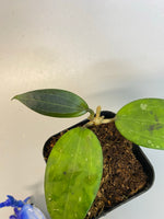 Hoya Hanhiae pink with active growth