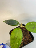 Hoya Hanhiae pink with active growth