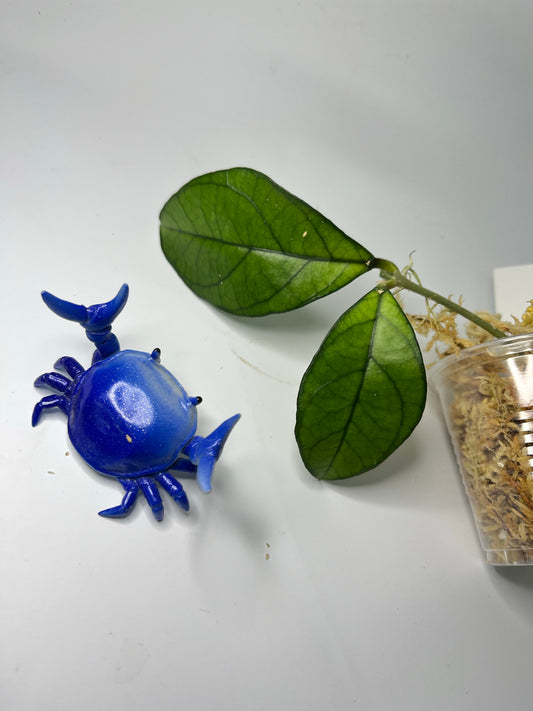 Hoya hainanensis - Unrooted