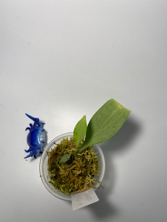 Hoya New Guinea ghost - active growth