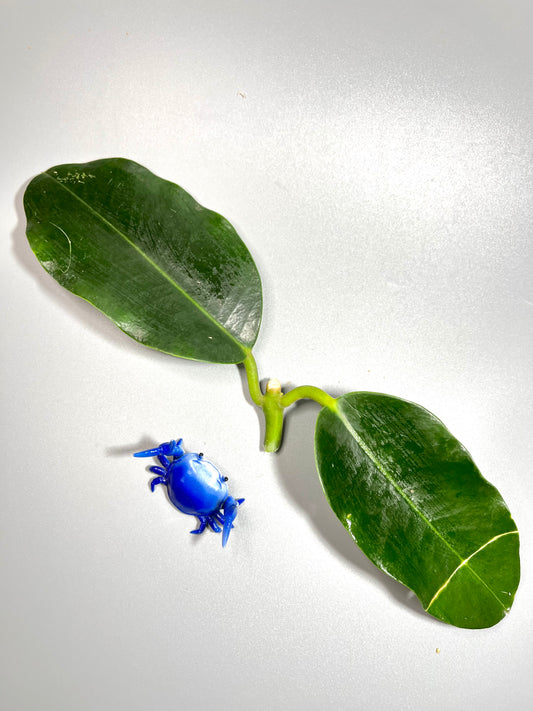 Hoya imperialis white - Unrooted