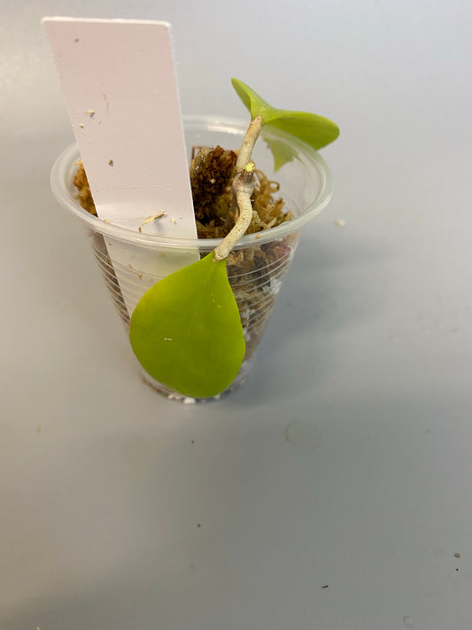 Hoya limonaica - Unrooted cutting