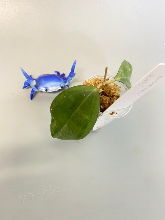 Hoya paulshirleyi - barely starting to root