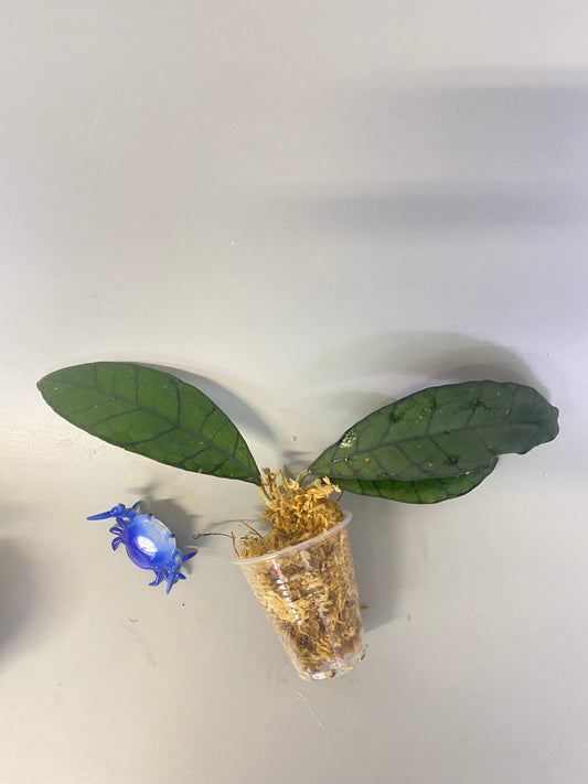 Hoya kalimantan - Unrooted