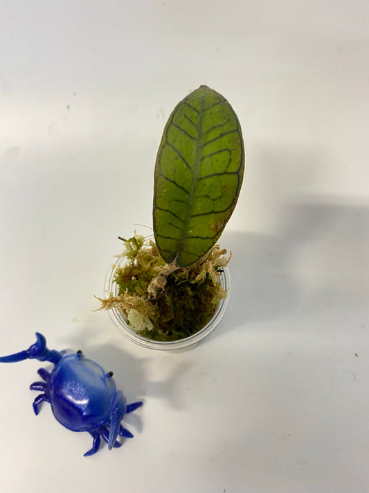 Hoya sp gunung gading - rooted