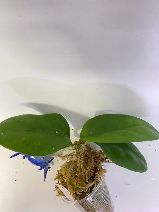 Hoya sp doi tung - actively growing