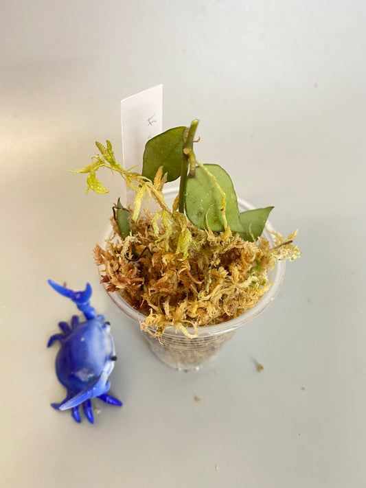 Hoya Rebecca - just rooting