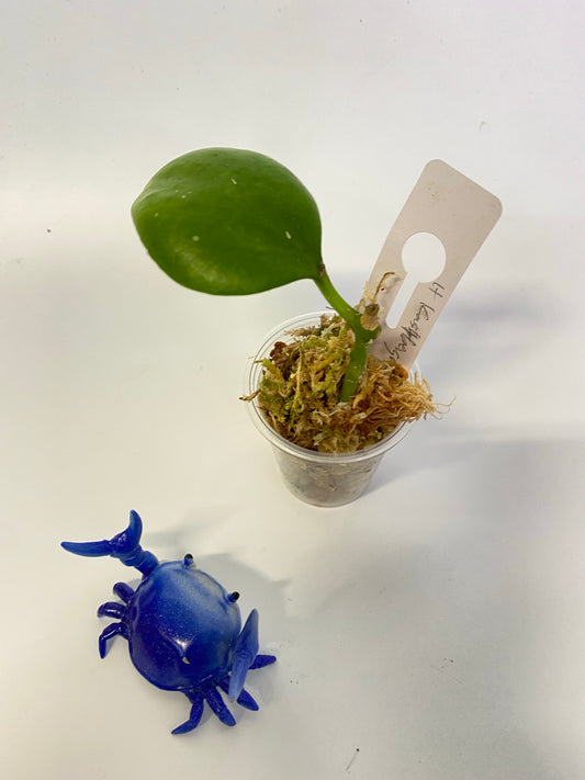 Hoya Kastbergii - has roots