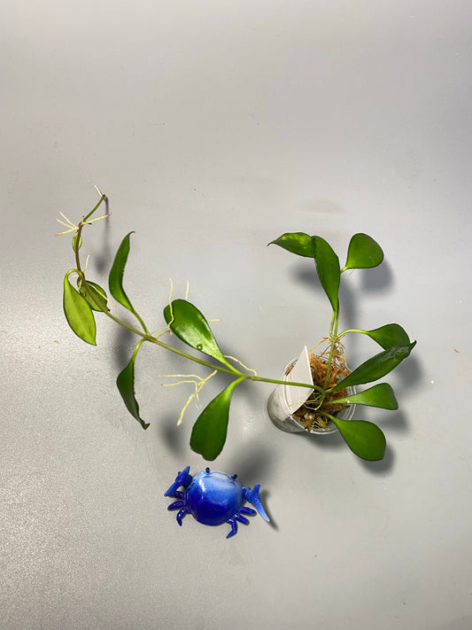 Hoya Davidcummingii - has roots