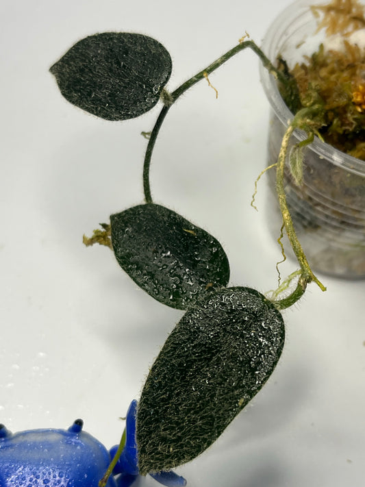 Hoya sp thomsonii - has some roots