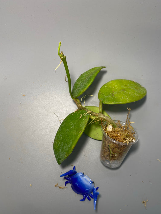 Hoya diversifolia - rooted